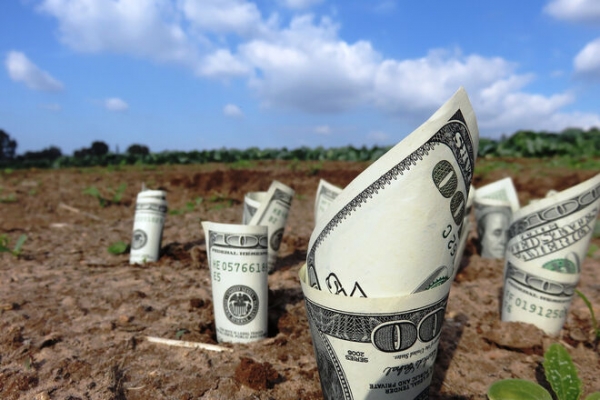 
Осенью в Украине начнется массовая распродажа земли: цены снизятся
