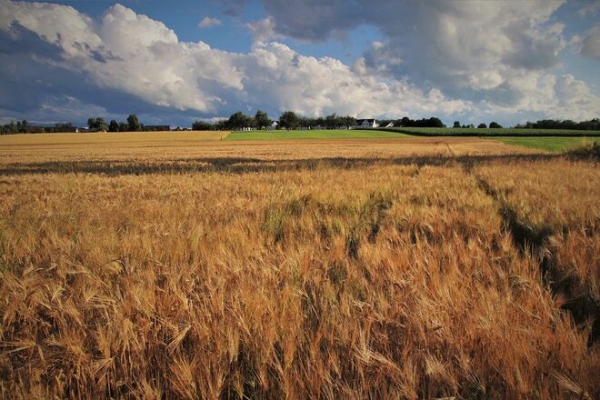 
Украина сократила экспорт пшеницы и кукурузы: спас мировой рост цен
