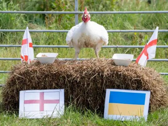 Півень Джордан Пекфорд передбачив переможця матчу Україна — Англія на Євро-2020