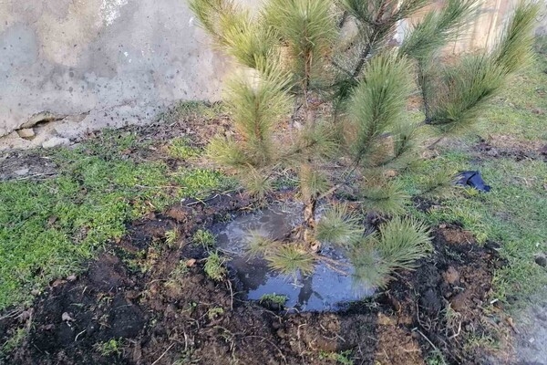 На улицах Одессы высаживают сосны
