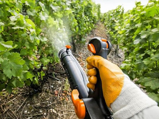 Терміново дайте це плодовим деревам та кущам у вересні, і вони обов'язково порадують вас великим урожаєм у 2023 році (відео)