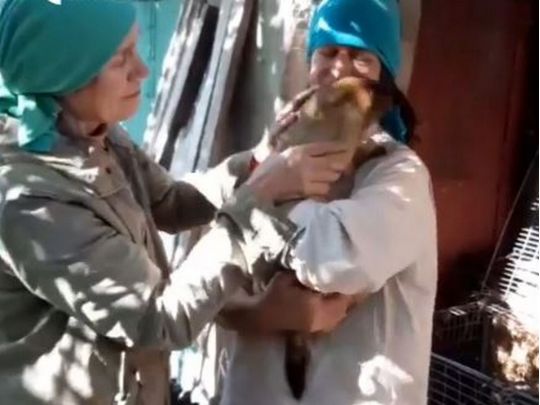Весна обов'язково настане: стала відома доля знаменитого харківського бабака-провісника Тимка, який опинився в окупації