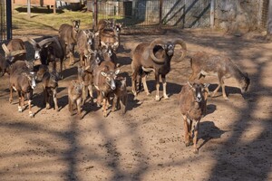 Дай имя малышу: в Одесском зоопарке объявили конкурс на лучшие имена для новорожденных животных