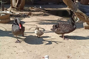 Дай имя малышу: в Одесском зоопарке объявили конкурс на лучшие имена для новорожденных животных