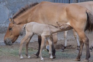 Дай имя малышу: в Одесском зоопарке объявили конкурс на лучшие имена для новорожденных животных