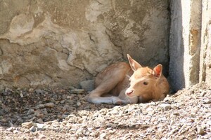 Дай имя малышу: в Одесском зоопарке объявили конкурс на лучшие имена для новорожденных животных