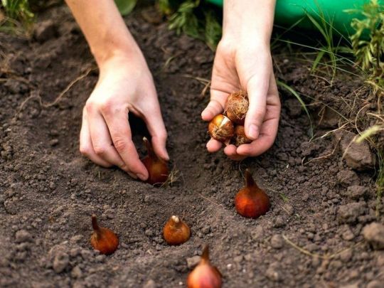 Тюльпани не люблять застою води та вогкості: як правильно висадити квіти восени
