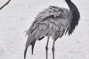 В Одесском зоопарке показали животных в снегу
