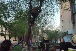 На Таирова женщина забралась на дерево за котом и застряла 