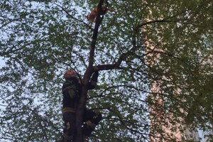 На Таирова женщина забралась на дерево за котом и застряла 