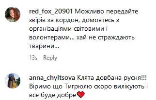 Під Києвом рятують тигрицю, яка постраждала під час ракетного удару (відео)
